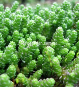 Очиток ( Sedum)  пузырчатый